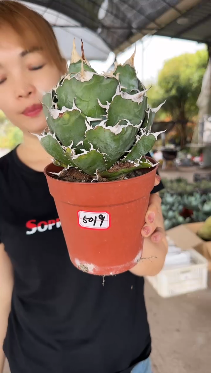 【闪购商品】正版白鲸