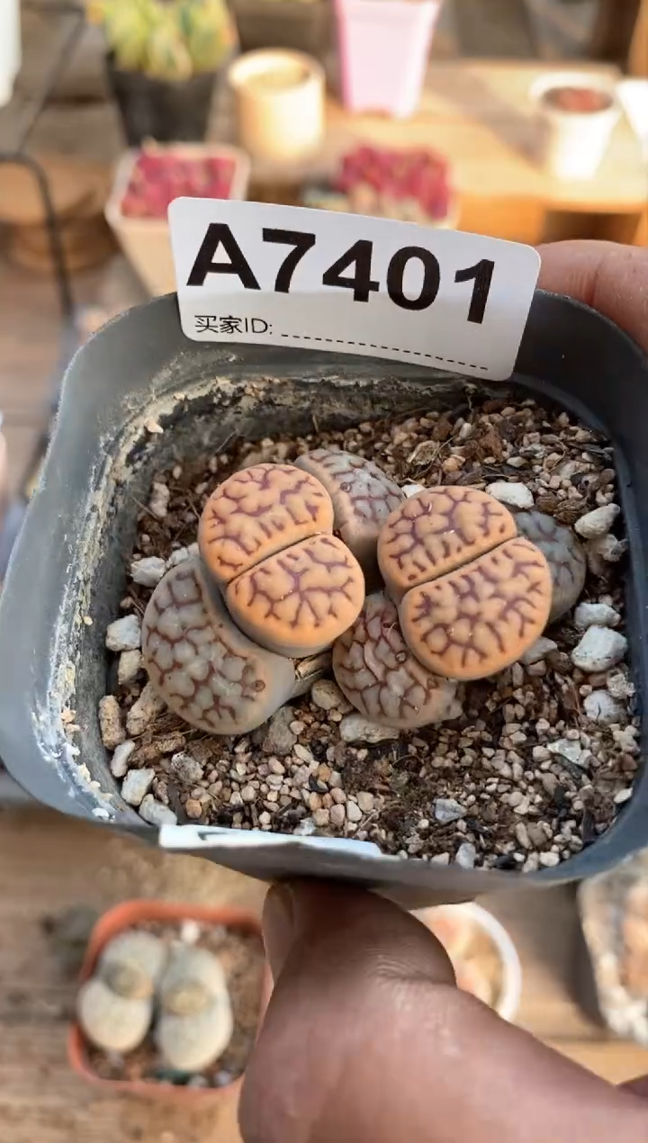 【闪购商品】7401直播间一物一拍