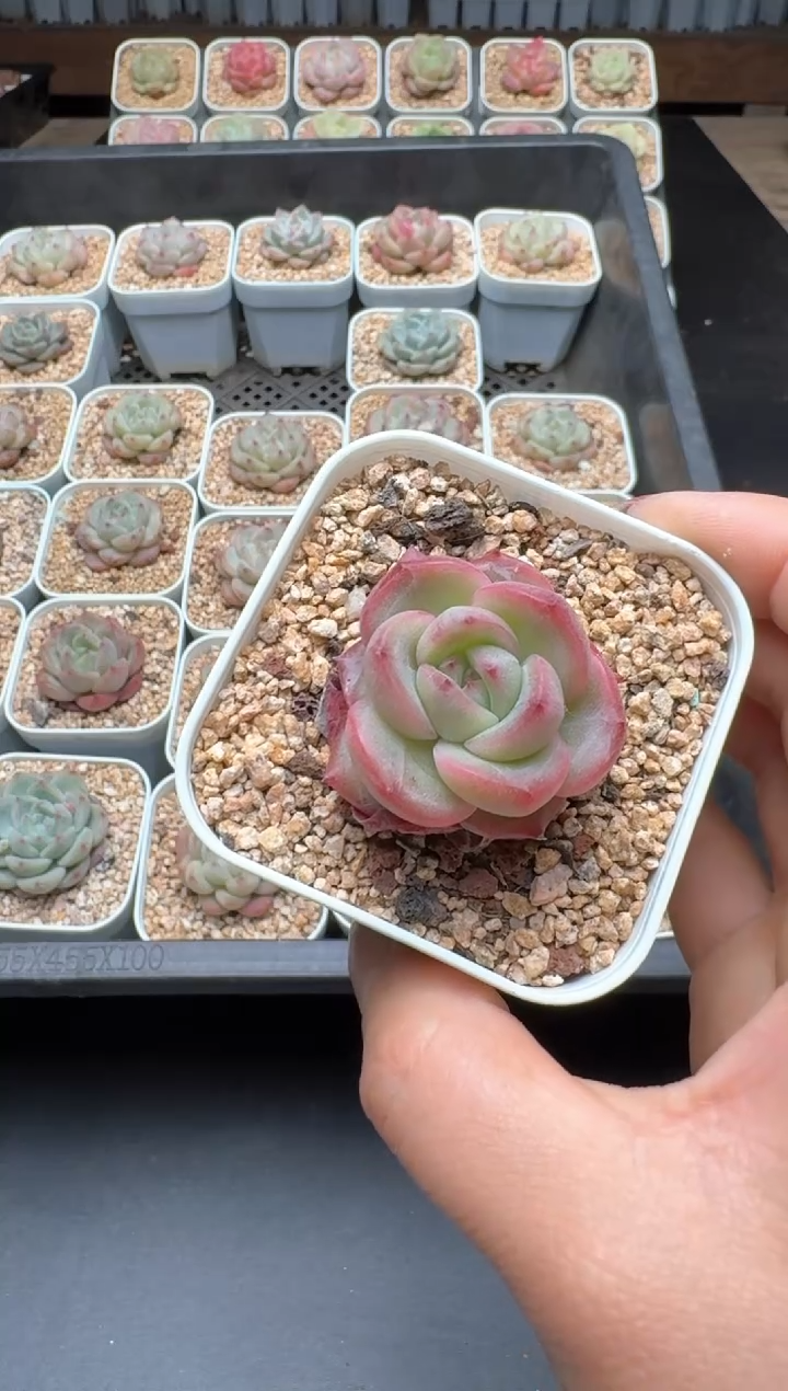 【闪购商品】963C物拍多肉带盆土6.5杯拍3颗包柚