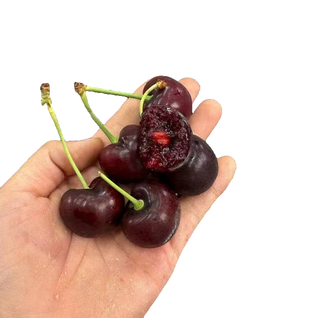 （超值必买）智利桑提娜空运J车厘子5斤原包装桑提娜智利