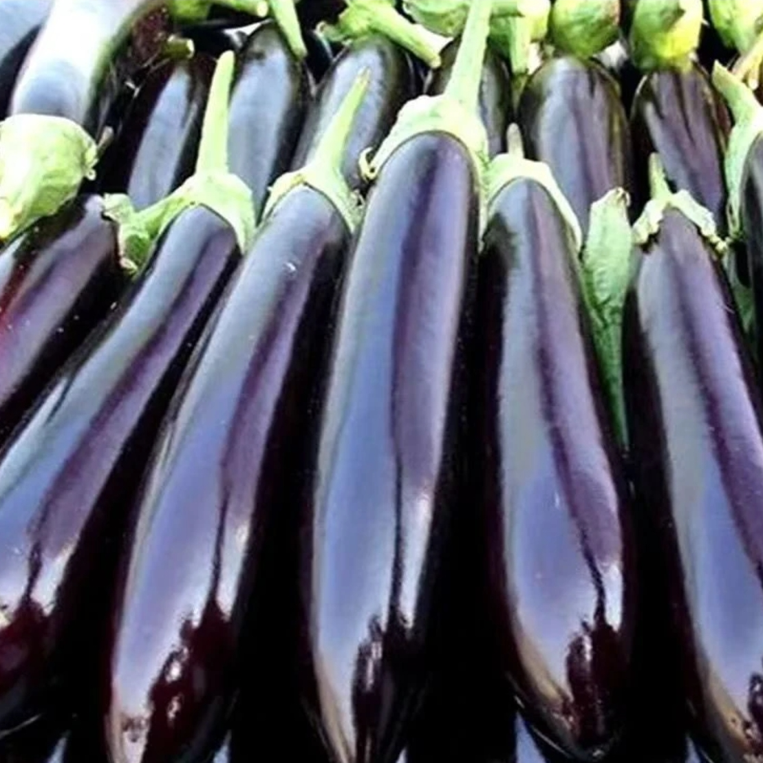 紫茄子  庐江农家