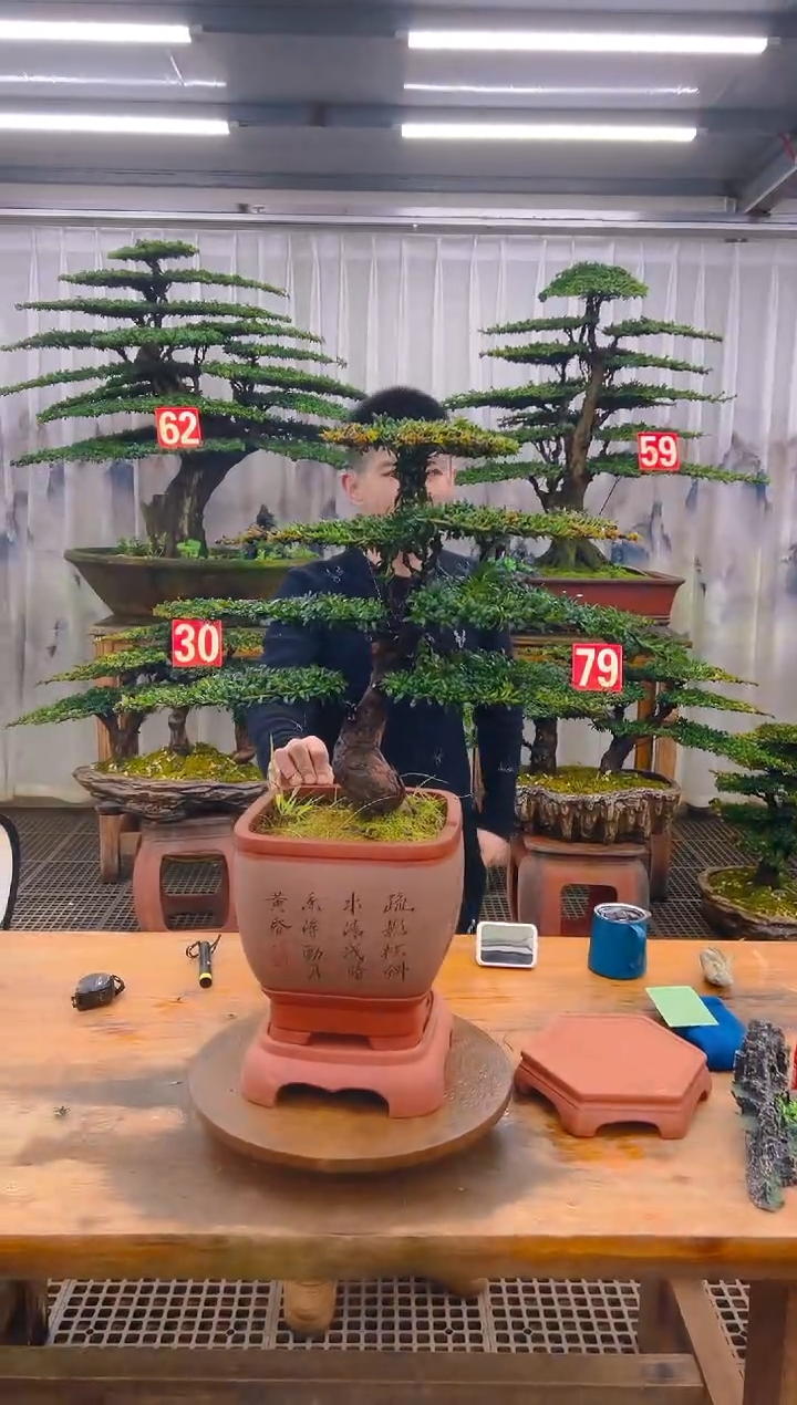 无花朵精品盆景直播间一物一拍