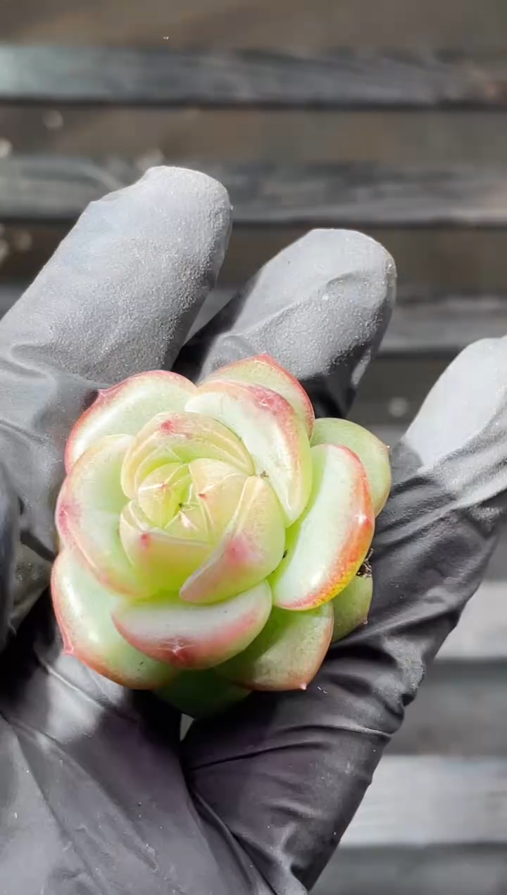  14-60 新个体2-3厘米量拍发一颗
