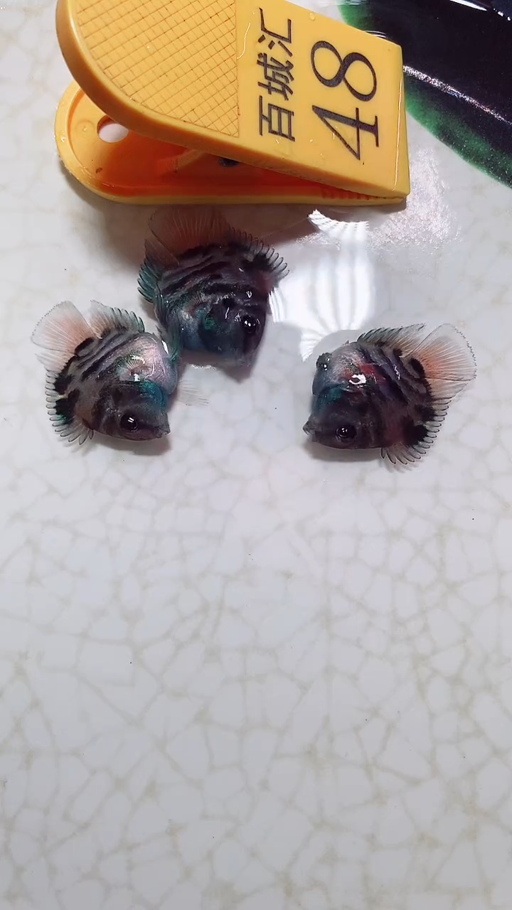 鹦鹉鱼9999999999999999999999999