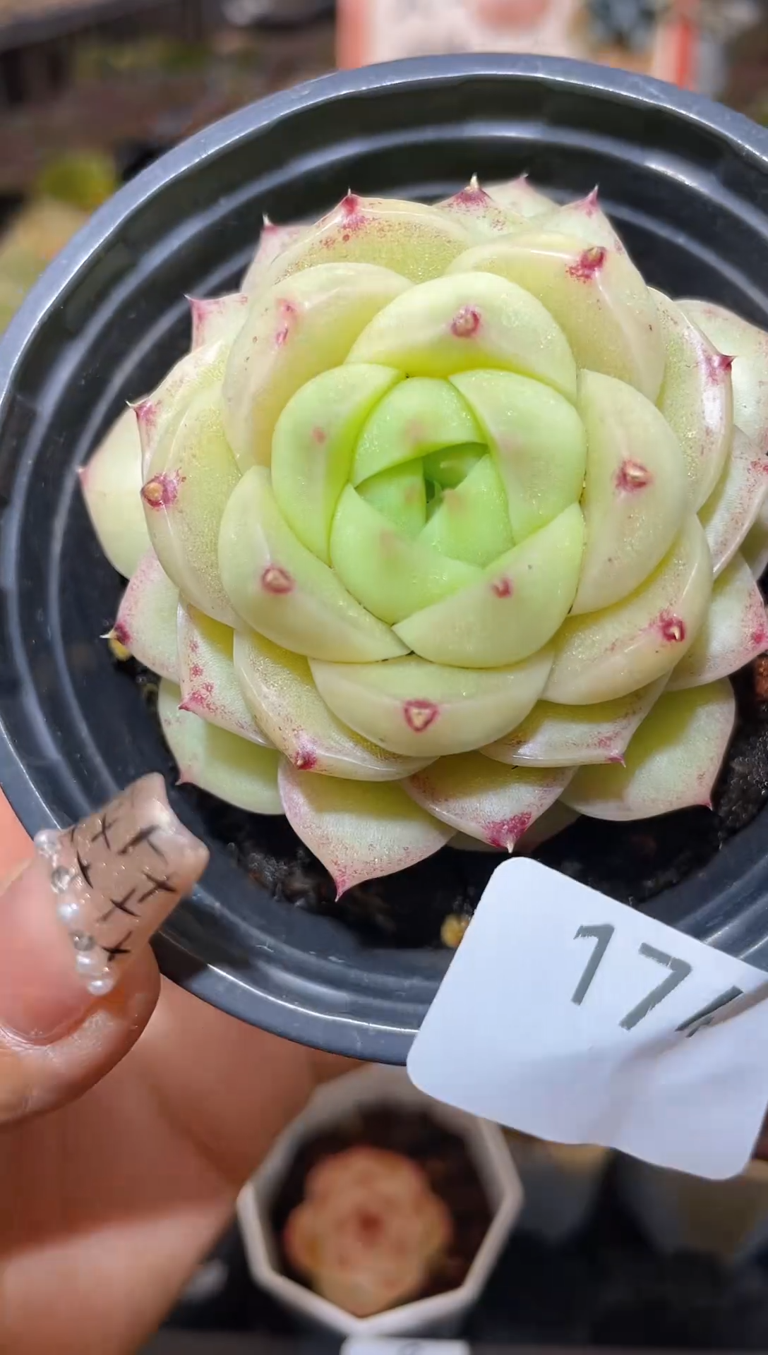 【闪购商品】174大包