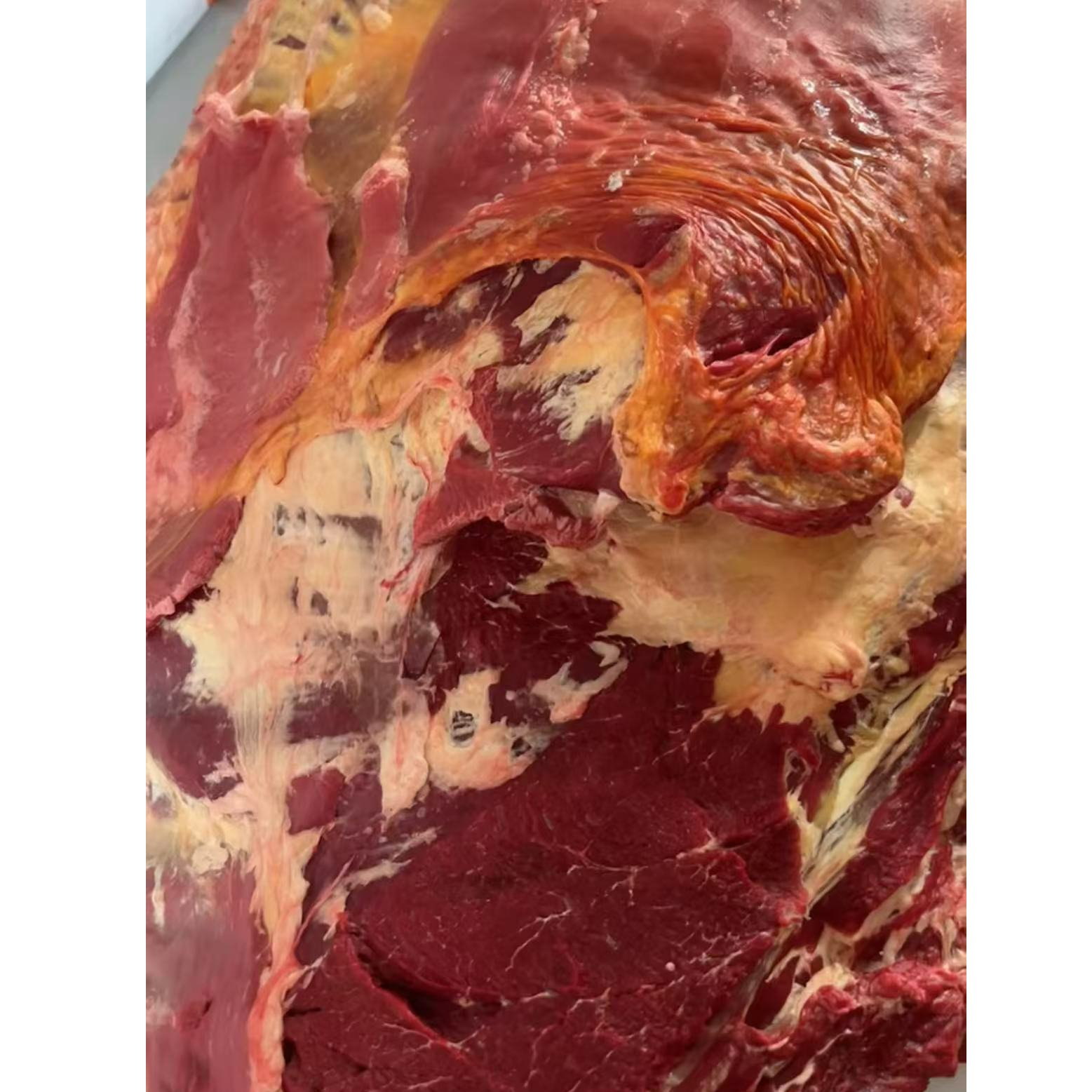 克旗草原黄膘牛排