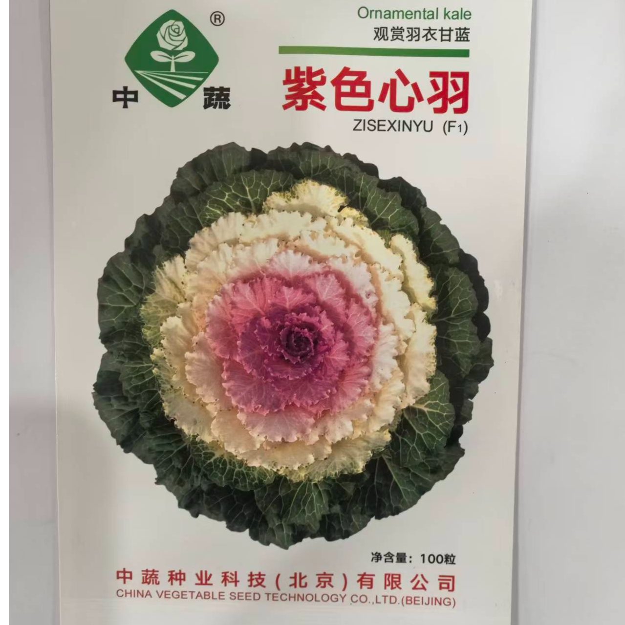 100粒紫色心语白羽天使甘蓝种子长势强叶数多