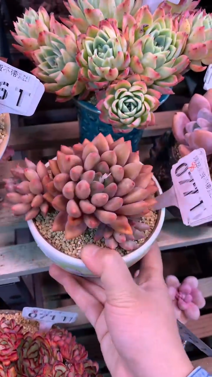 077TTT（满28发货）