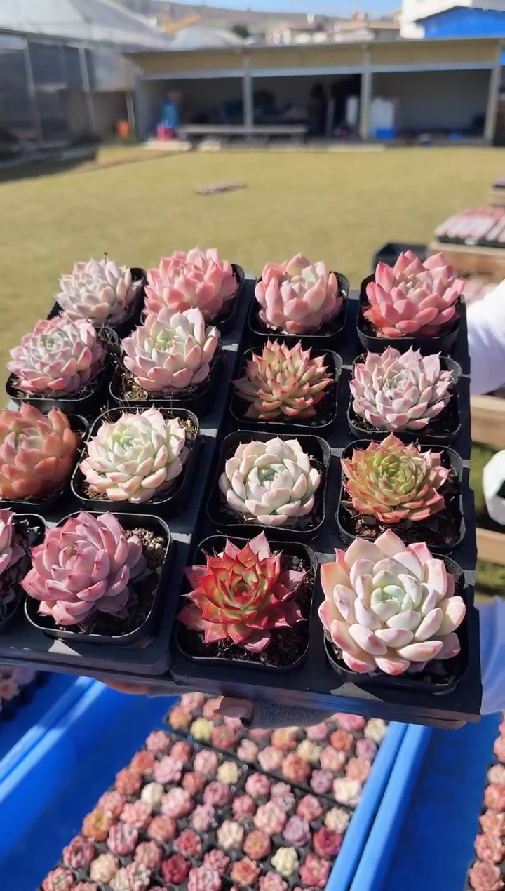 东云多肉园新款-01