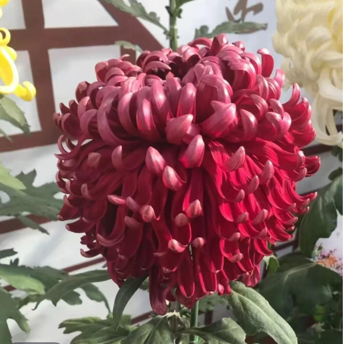 【红墨平】菊花盆栽带花苞发货大花特色花卉绿植