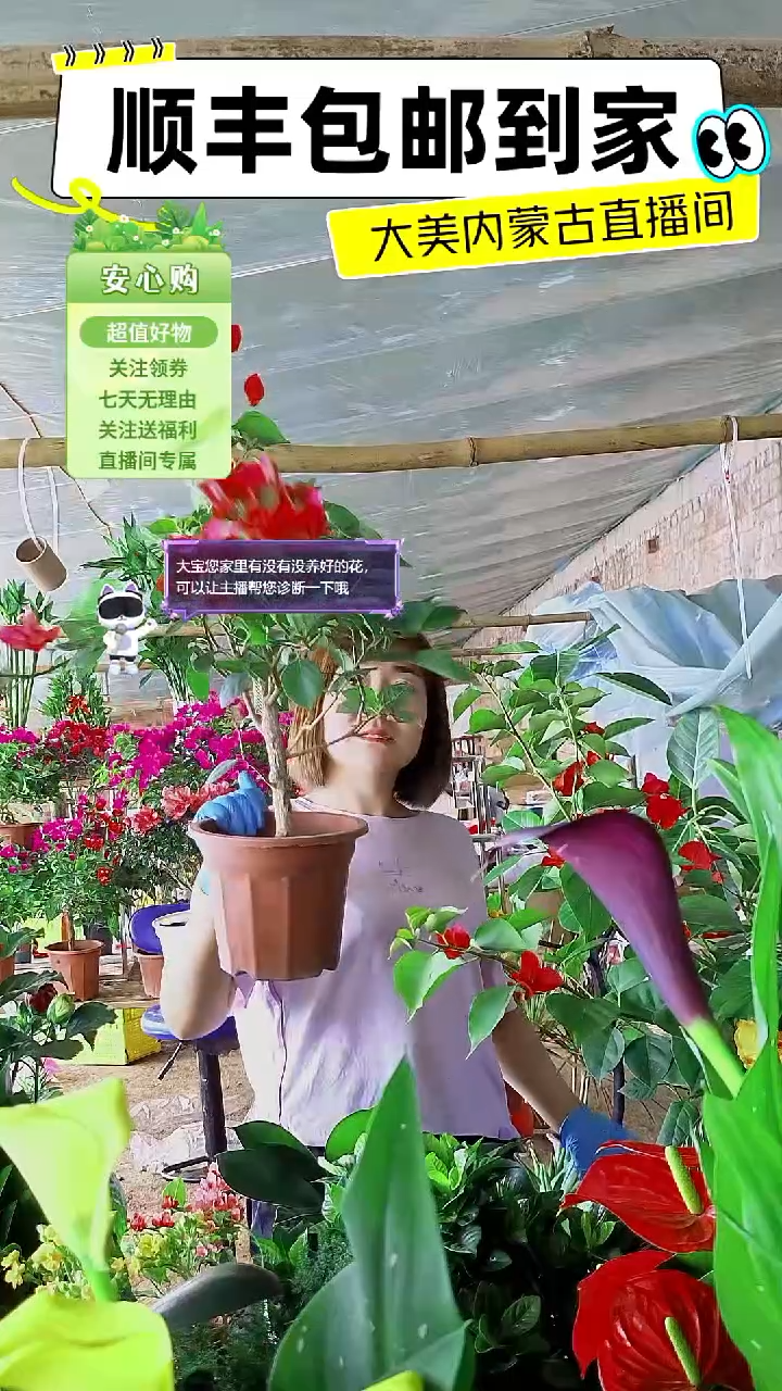 完全开放同安红三角梅