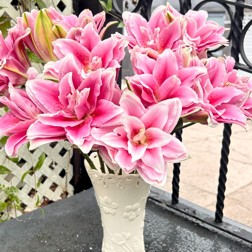 【西亚拉】重瓣香水百合云南基地直发水养鲜花