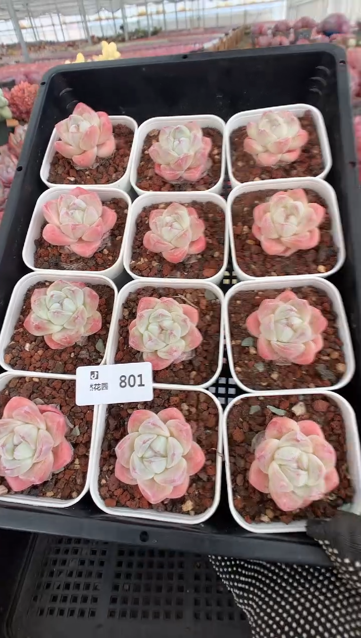801冰玉多肉植物9.9米3棵