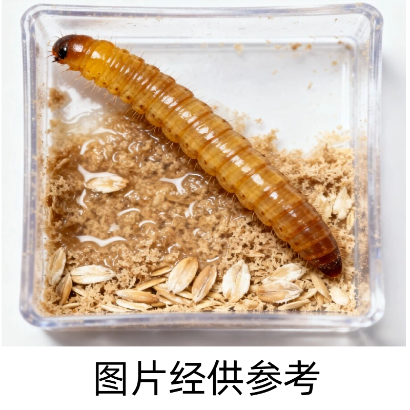 面包虫守宫蜥蜴爬宠饲料