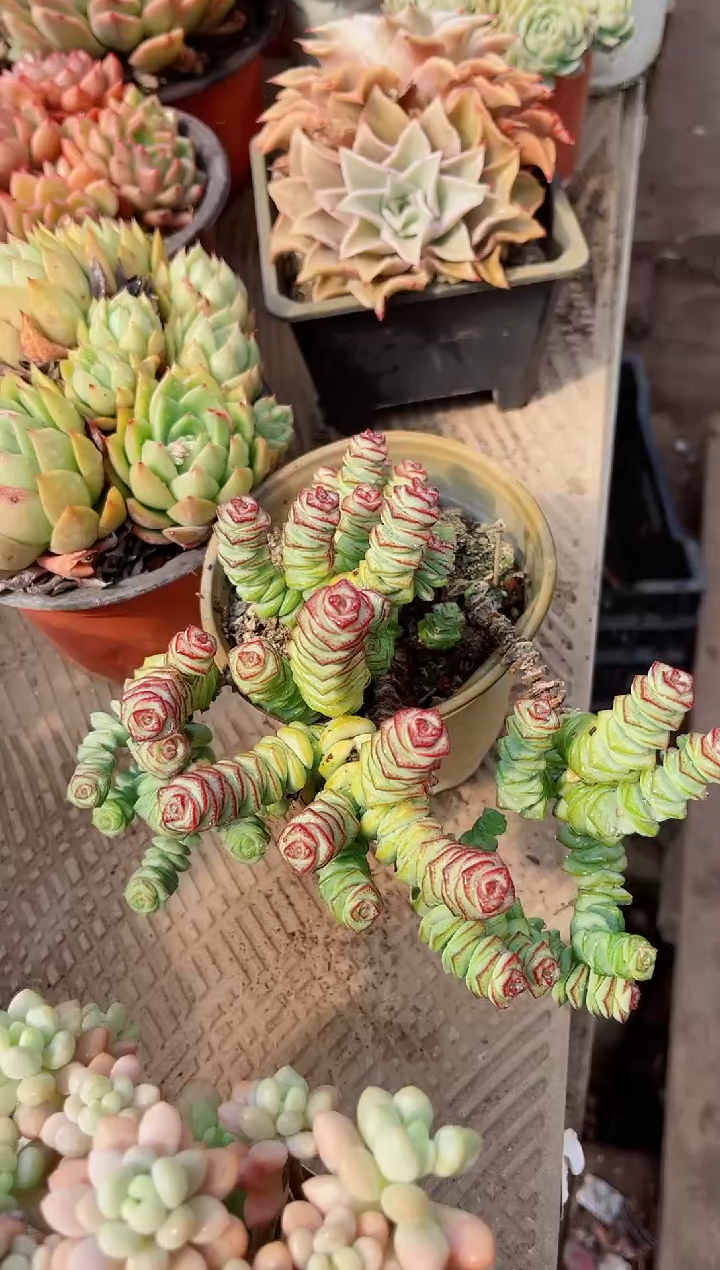 【闪购商品】08295