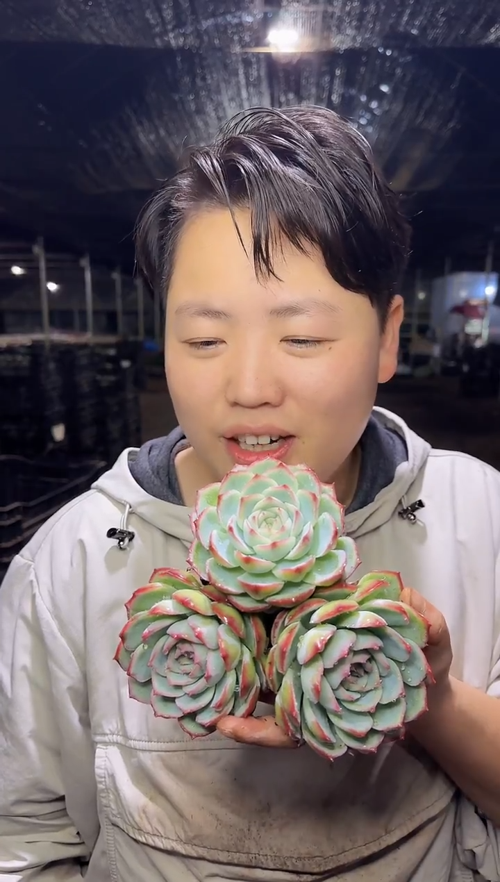 （1叶片起）精控小侧影3颗5