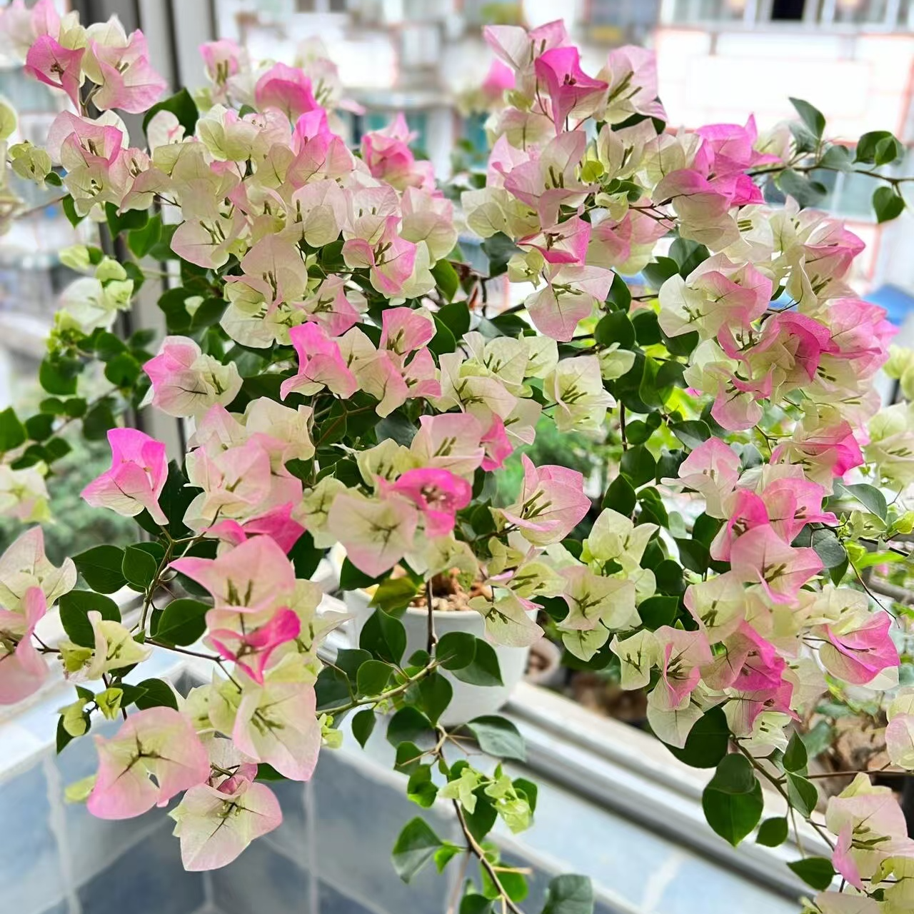 【绿樱】勤花品种三角梅四季开花好养易活原盆原土带花带叶发货