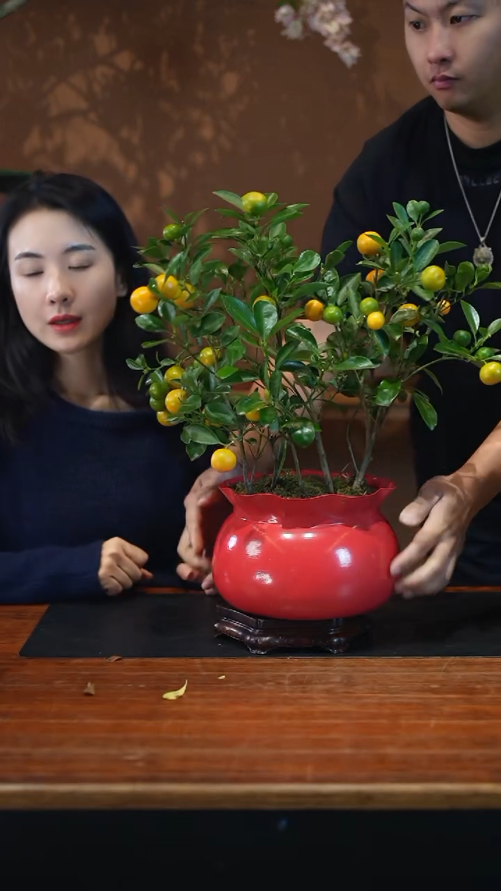 全部花朵金橘红盆盆景盆景盆景