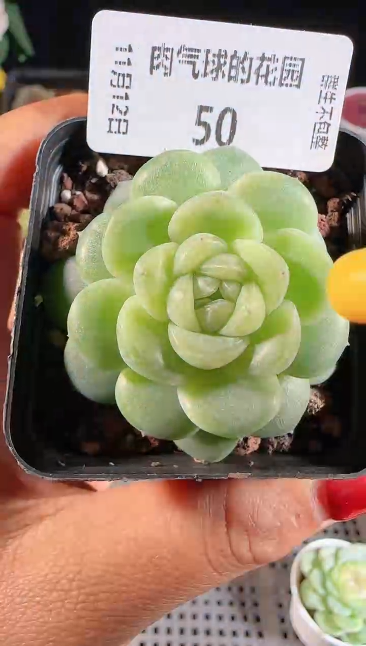 1112-50（冰心-10）群生不包整