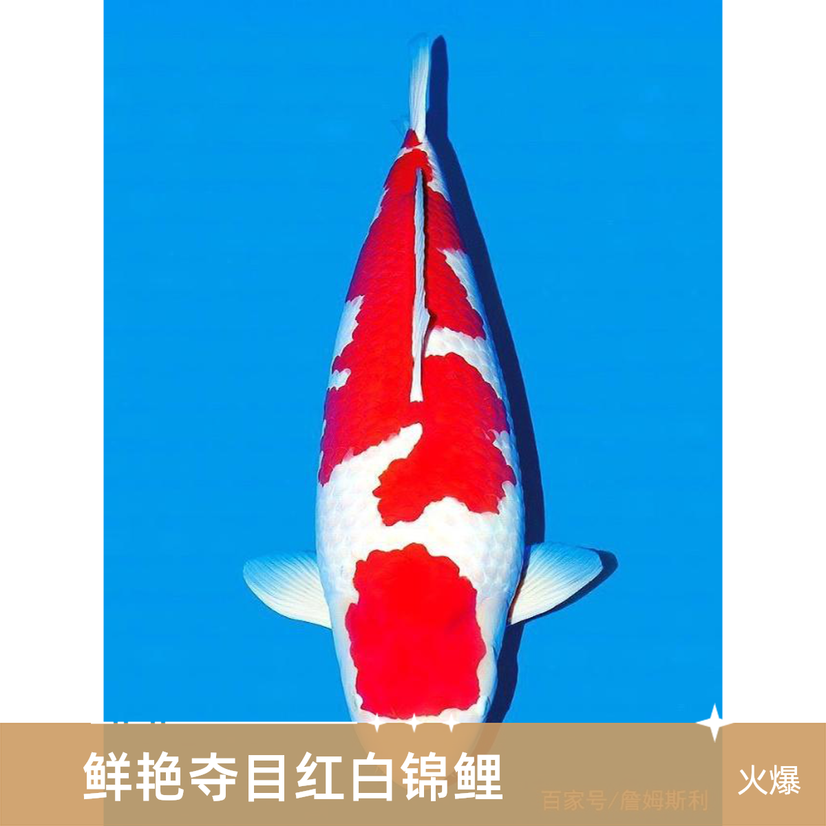 锦鲤观赏鱼红白大正当岁小型观赏鱼缸养池养盆拍1号链接