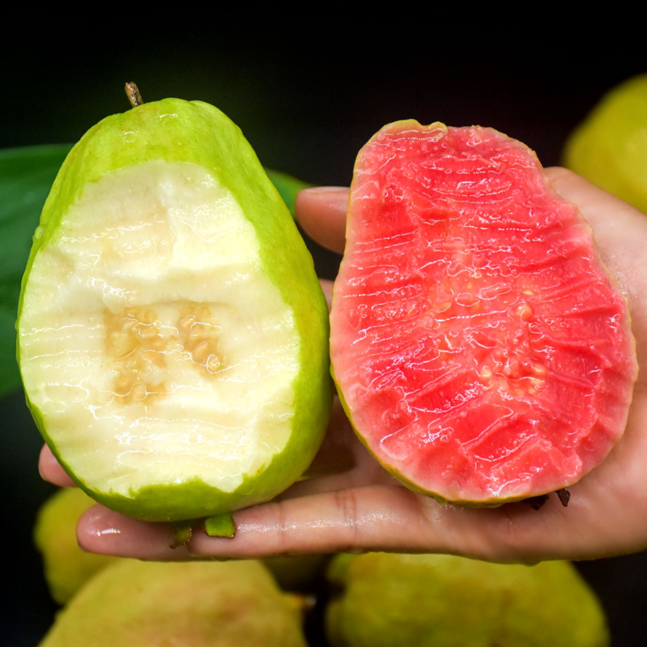 广西当季新鲜红心白心番石榴软糯香甜水果产地直播直发坏果包赔