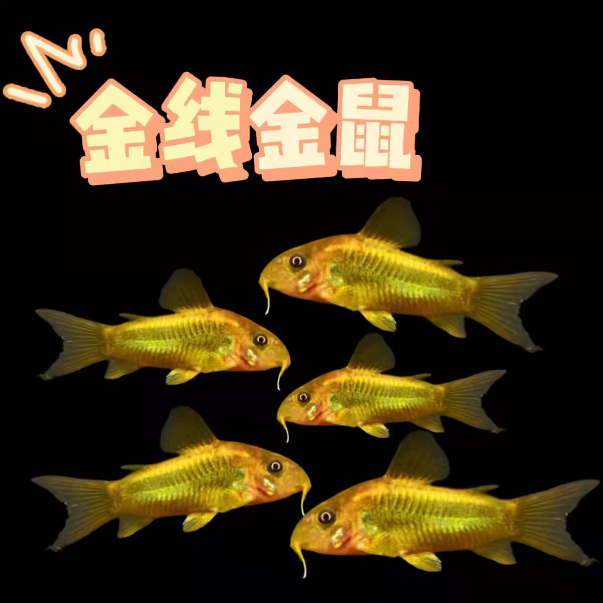 小型热带观赏鱼 金线金鼠鱼 清缸鼠工具鱼好养易活淡水草缸清底砂