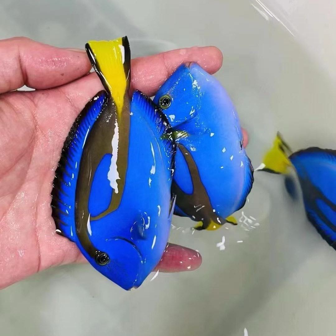 蓝吊海水鱼，，运费顺丰到付