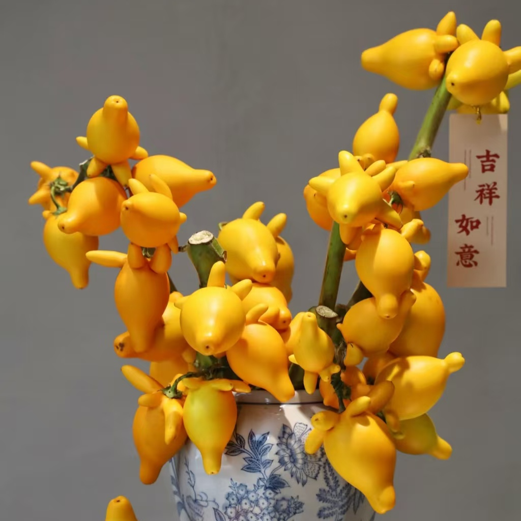 早安花园~五代果  室内观赏性花材   可做干花