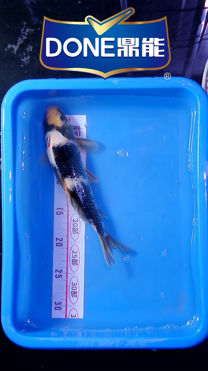 锦鲤直播间菁选 对版发货 16号