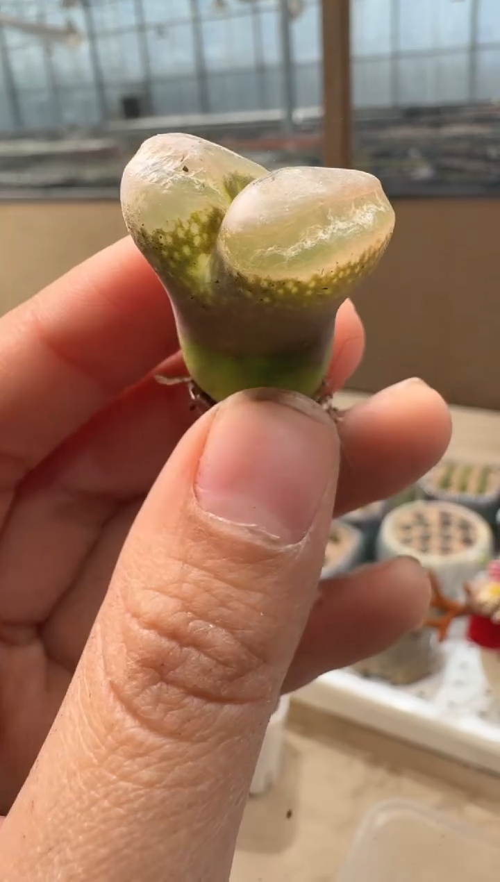 24-81多肉植物肉锥