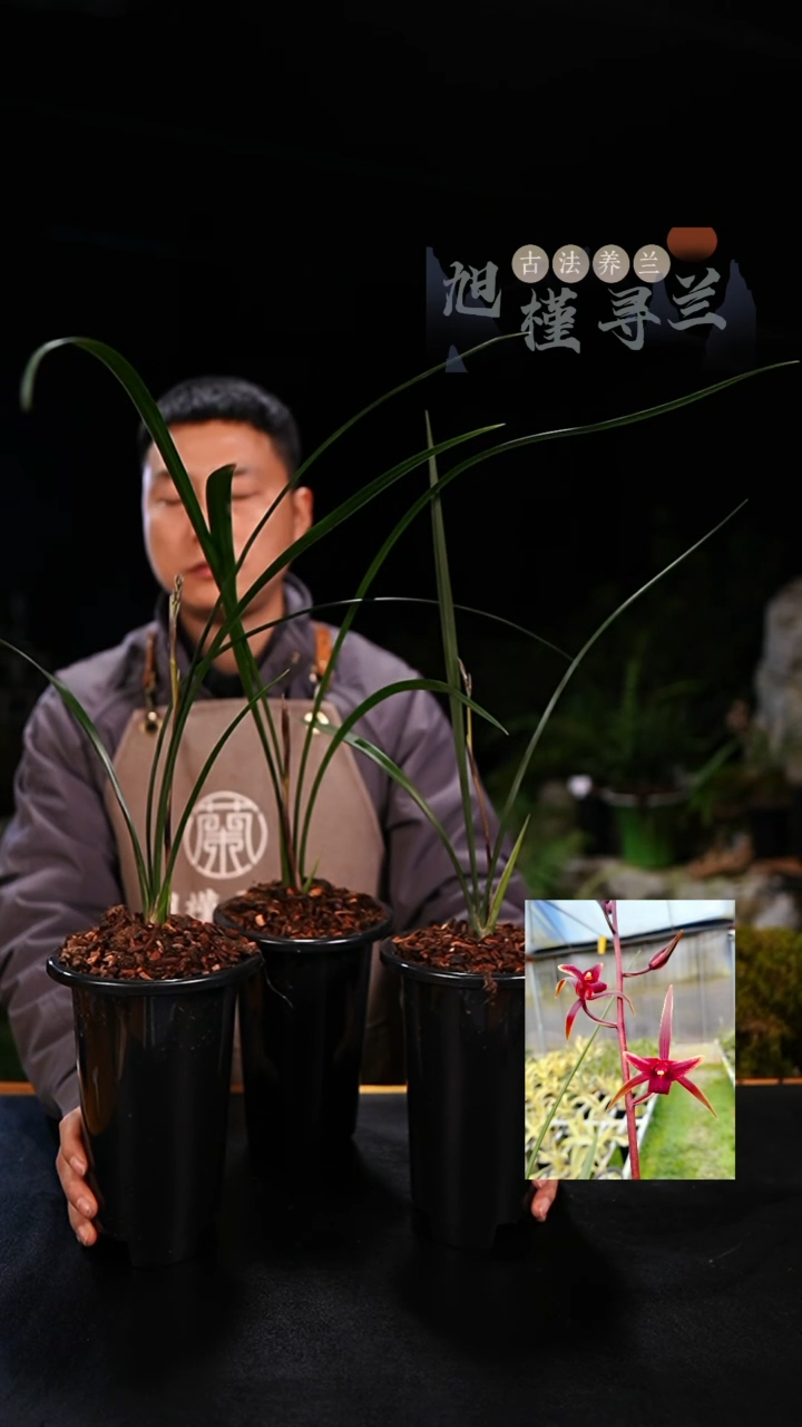 全部花苞寒兰国艳（前垄单苗带花）