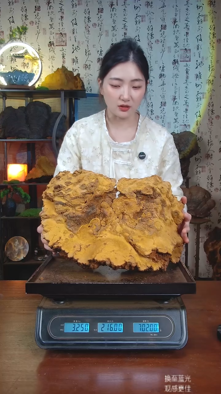 松针层孔菌中国大陆【藏区 野生】松树桑黄（6.45斤）70-80年份