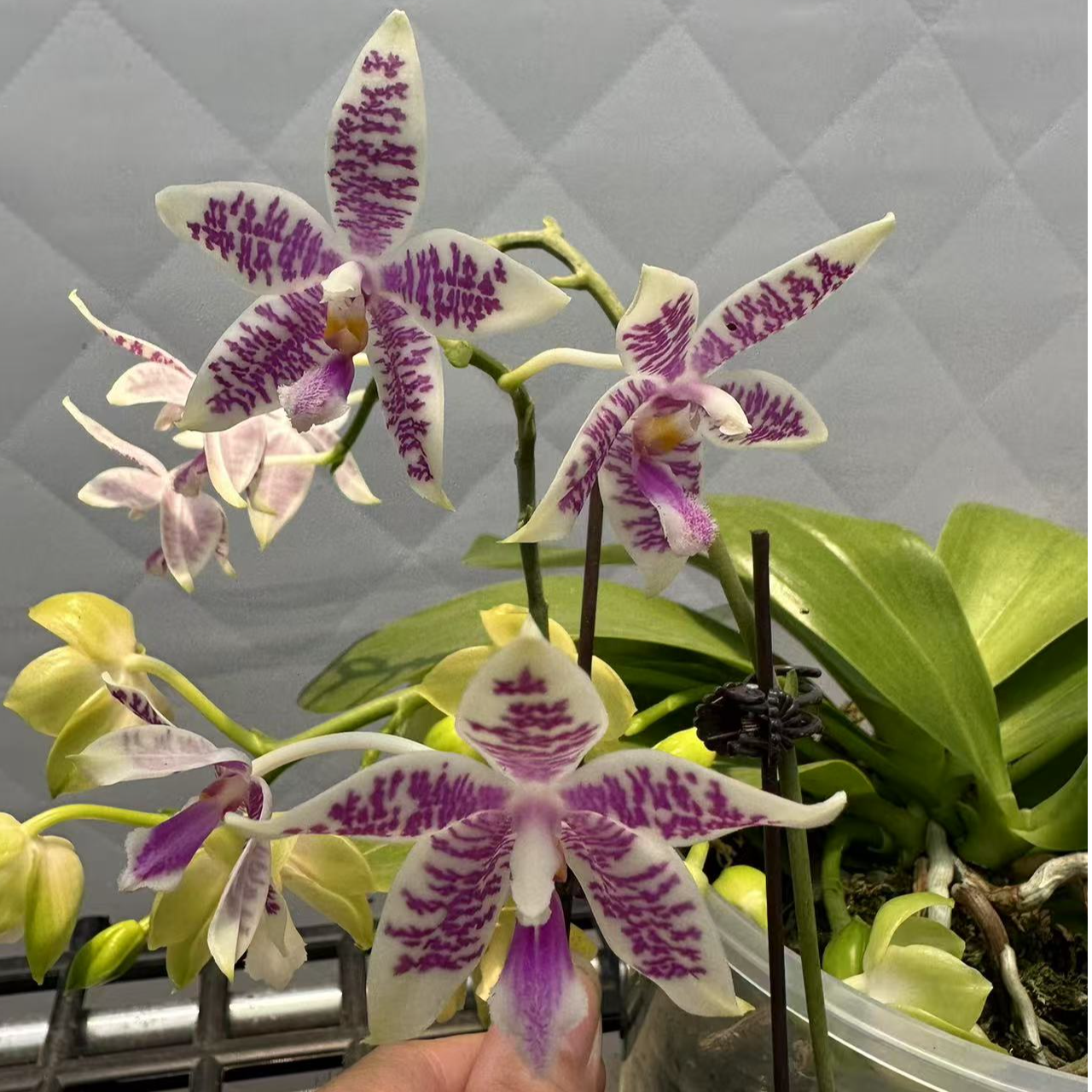 1.7寸 蓝路帝交蓝盾（分生）-苗 叶瑕少根 原生趣味蝴蝶兰