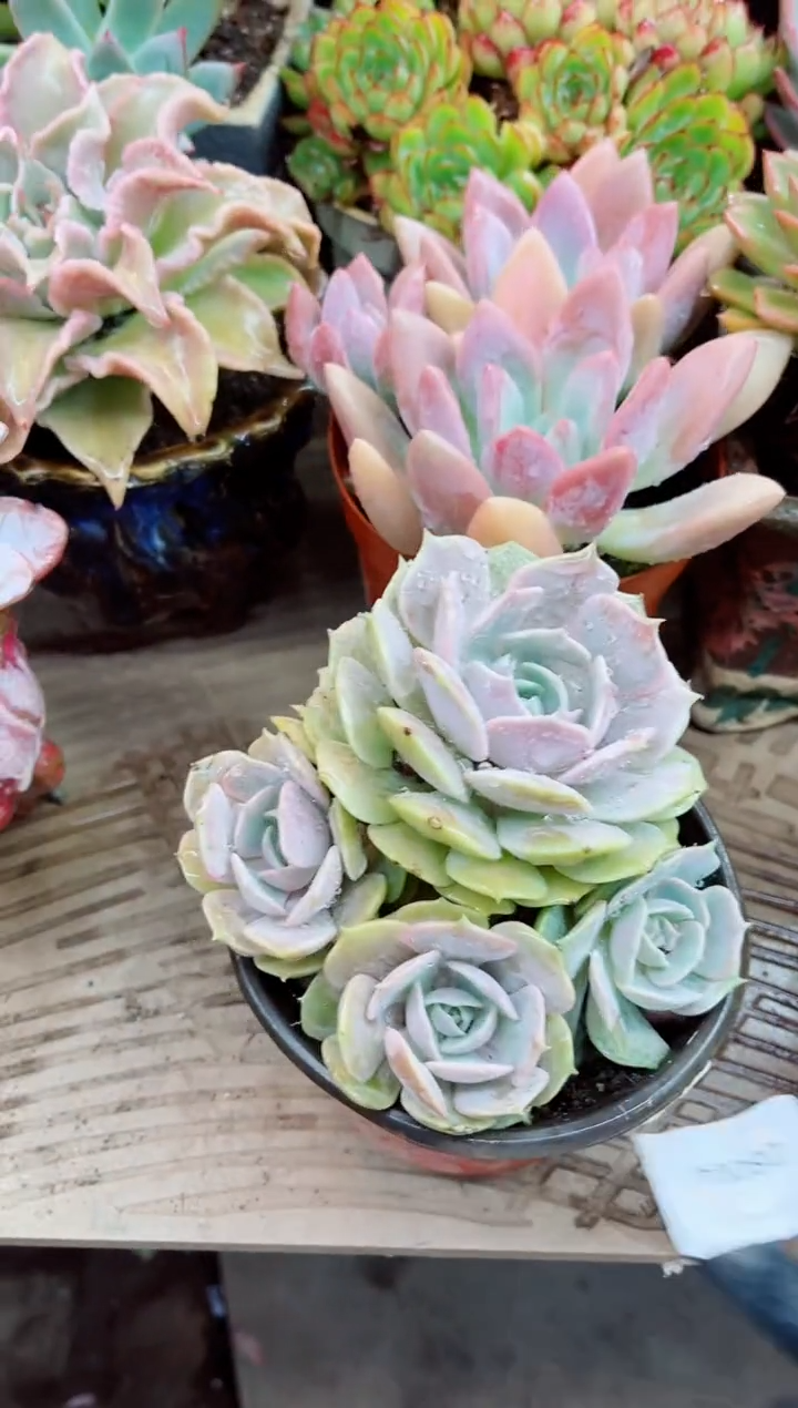 08004多肉植物一物一拍