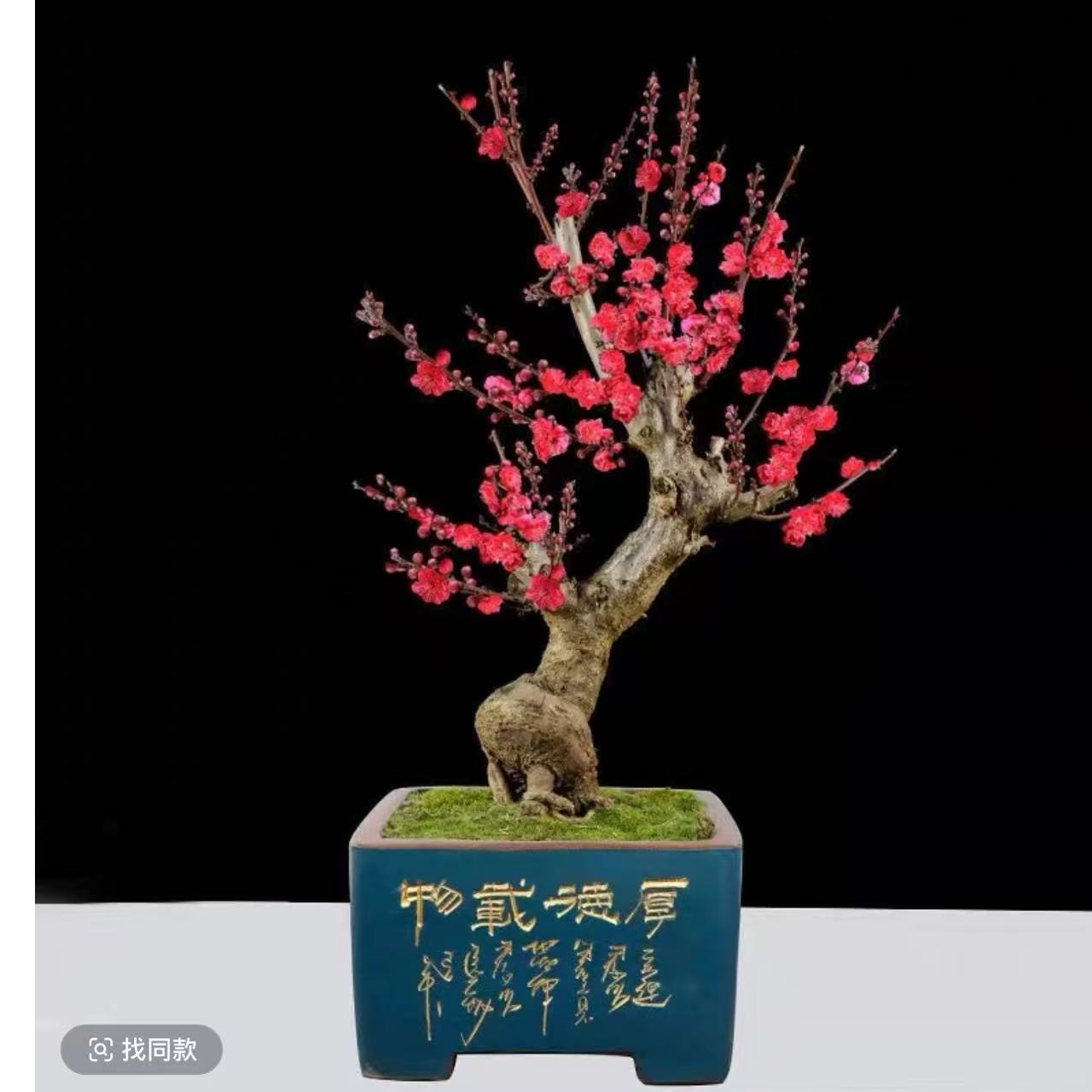 梅花盆景直播间一物一拍