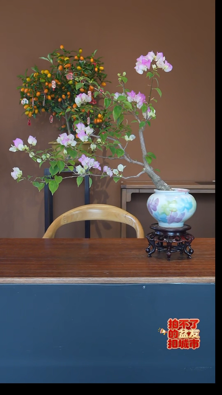 全部花朵三角梅侧飘