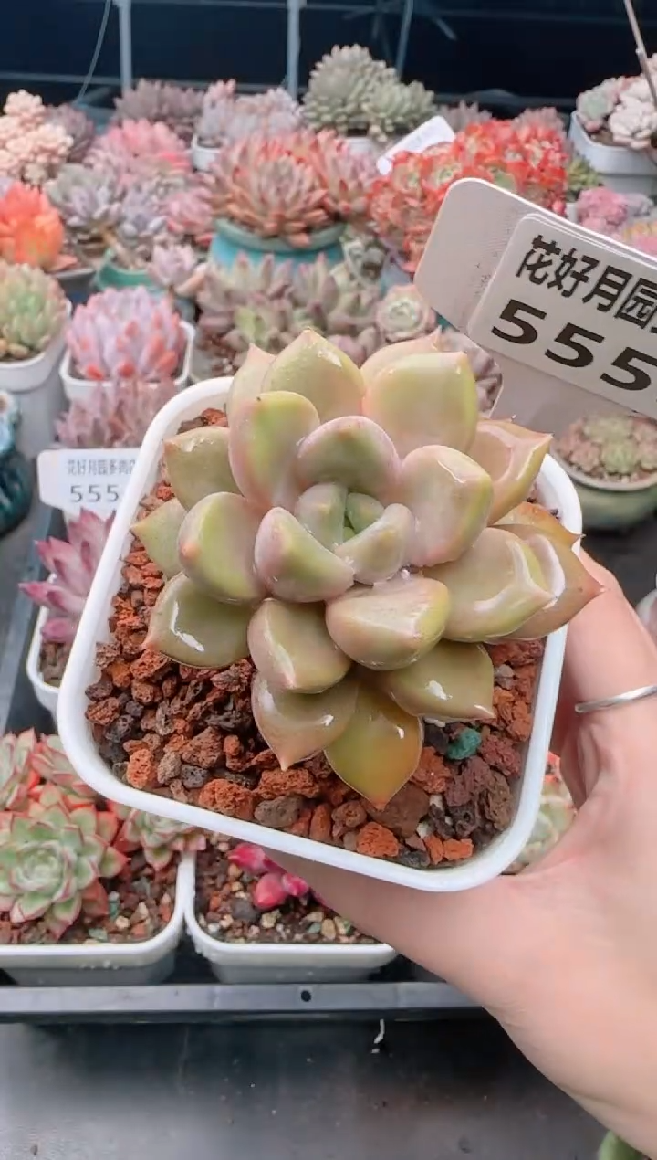 【闪购商品】5555.