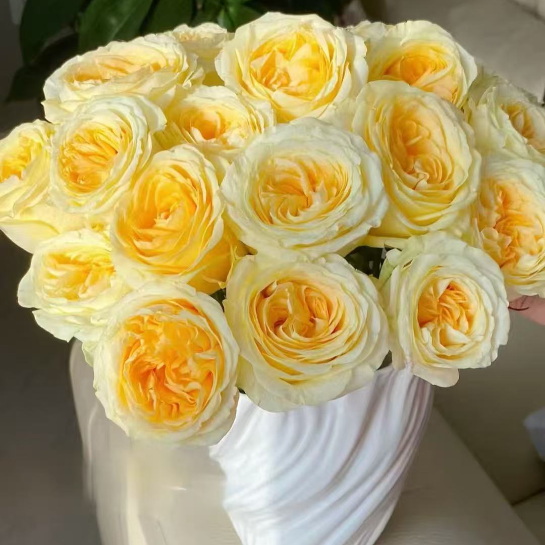 【鲜花专属】奶油杯玫瑰 无土栽培 店内现货