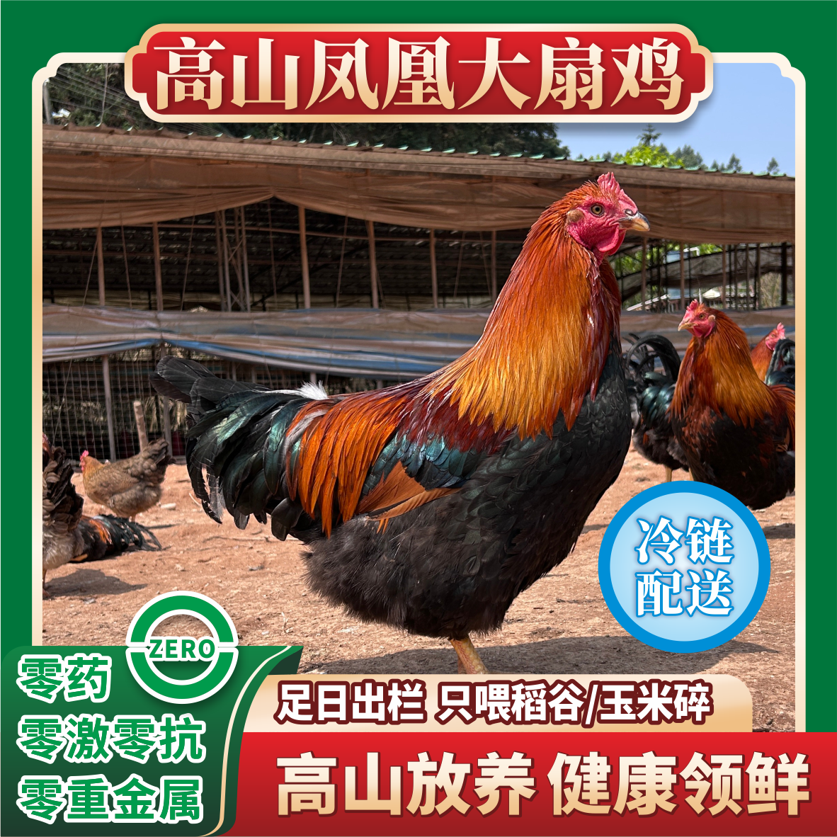 现宰肇庆广宁凤凰大扇鸡(阄鸡)毛重6斤起-散养足250天 包邮！