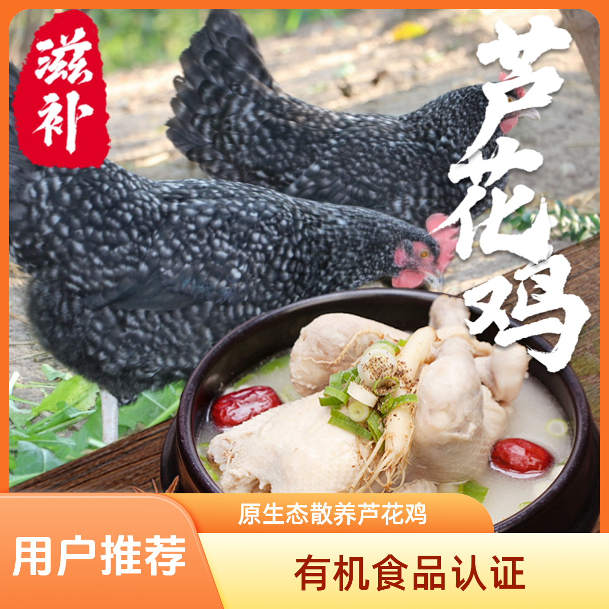 【有机绿色食品】高山散养纯粮食喂养跑山芦花鸡（土鸡）整只