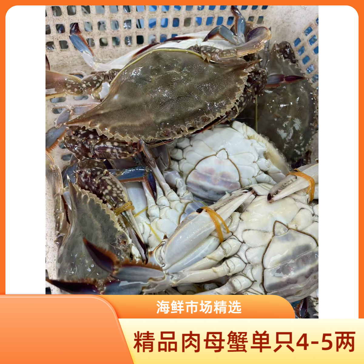 【保鲜不保活】精品肉母蟹一斤2-2.5只单只4-5两 部分断臂介意勿拍