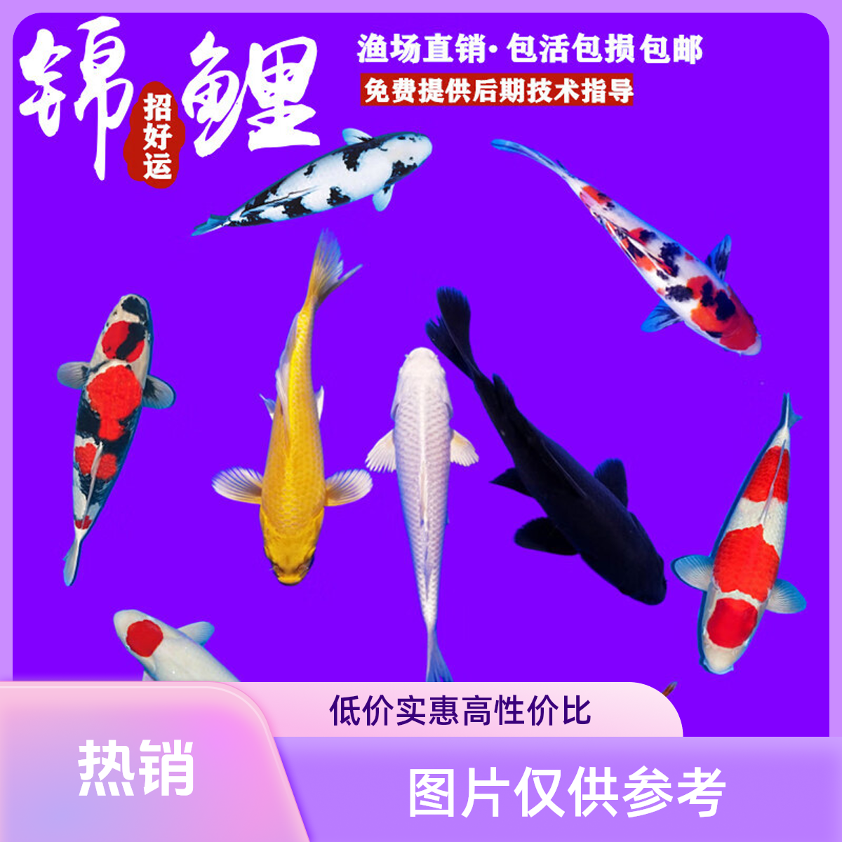 锦鲤活体观赏鱼，5-10公分15条，多种花色冷水鱼淡水鱼好养耐活包邮