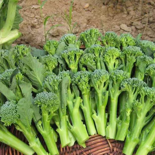 早熟西兰苔种子夏播秋播春播西兰花种子芥蓝芥兰菜心种子阳台盆栽