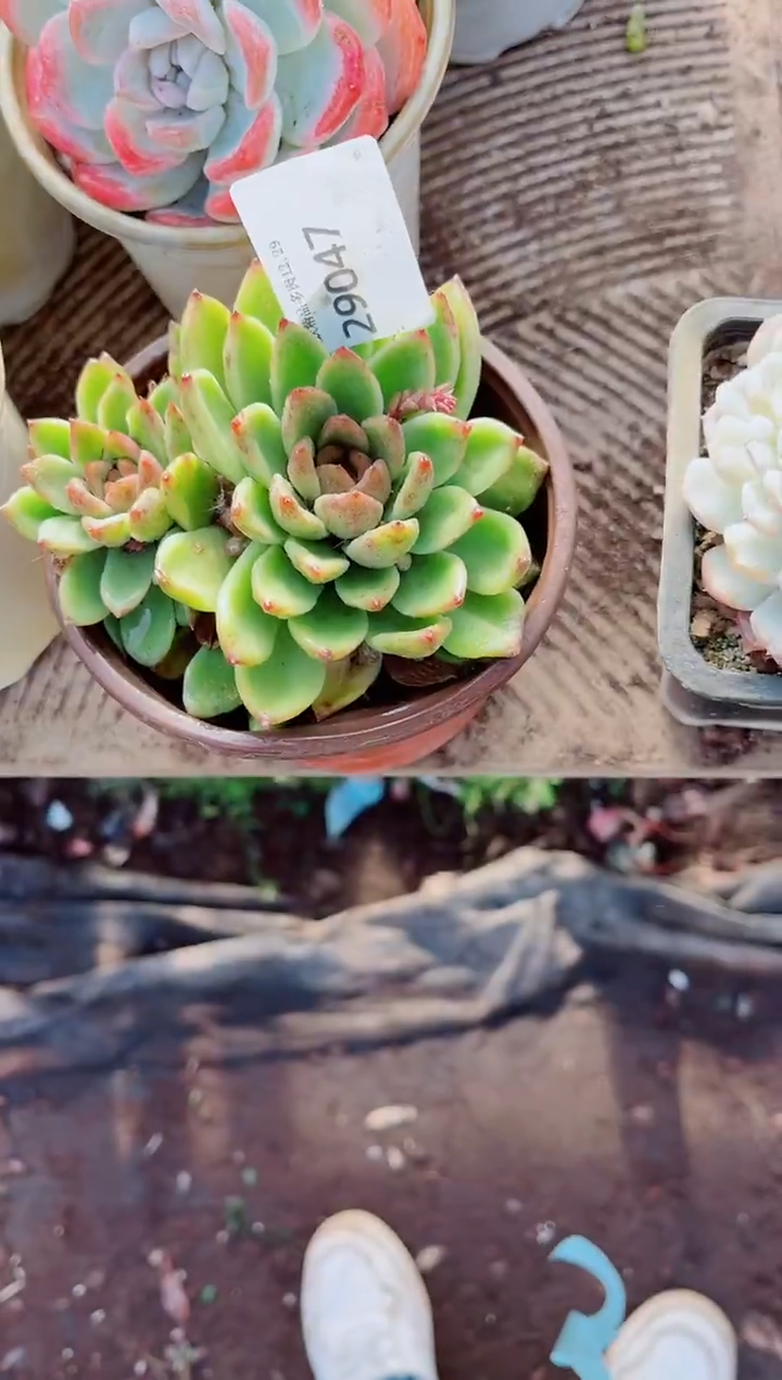 夏*跃跃精品多肉29047