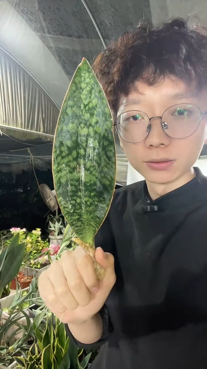 小号翡翠宝镜单叶5.8