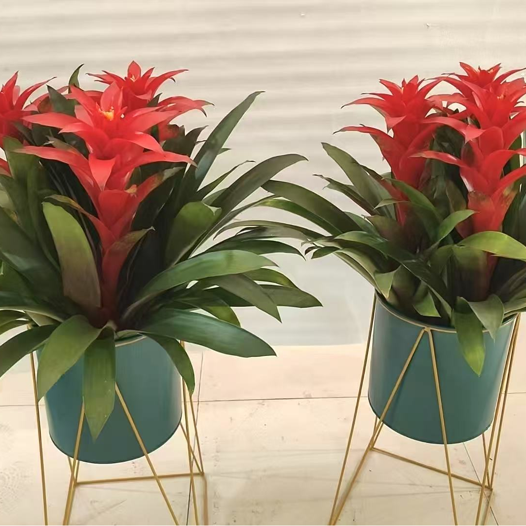 两盆平头红 吉星高照带架子