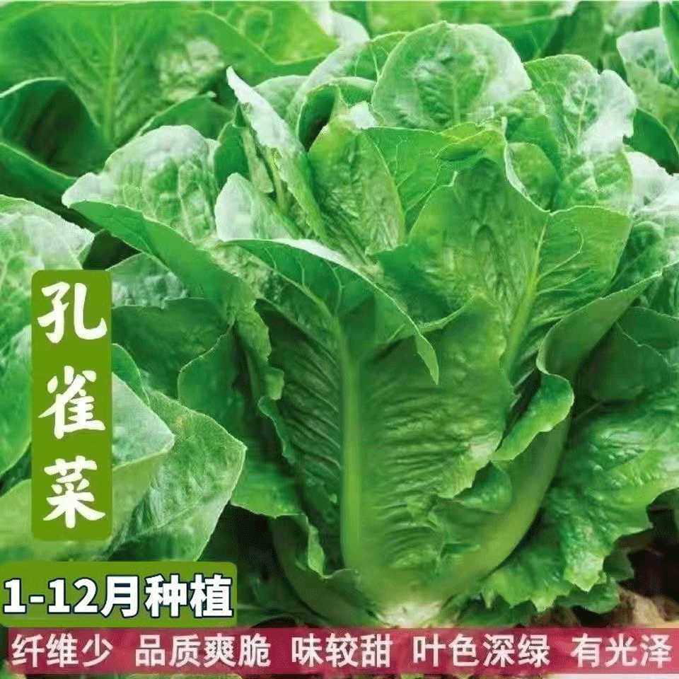 【下单就发3包】四季孔雀菜种子罗马菜脆甜直立生菜生菜沙拉菜种子