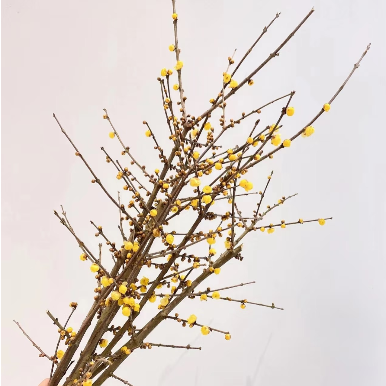 中国腊梅  Officine美好花市基地直采鲜切花顺丰空运