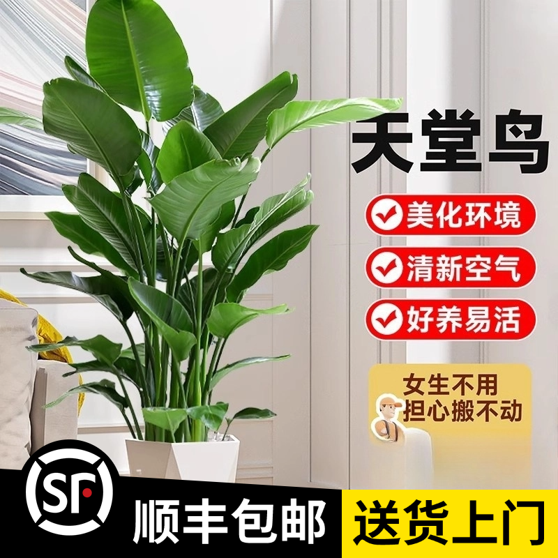 1.2-1.4米【天堂鸟】6株苗（顺丰包邮）大型落地绿植办公室植物盆栽
