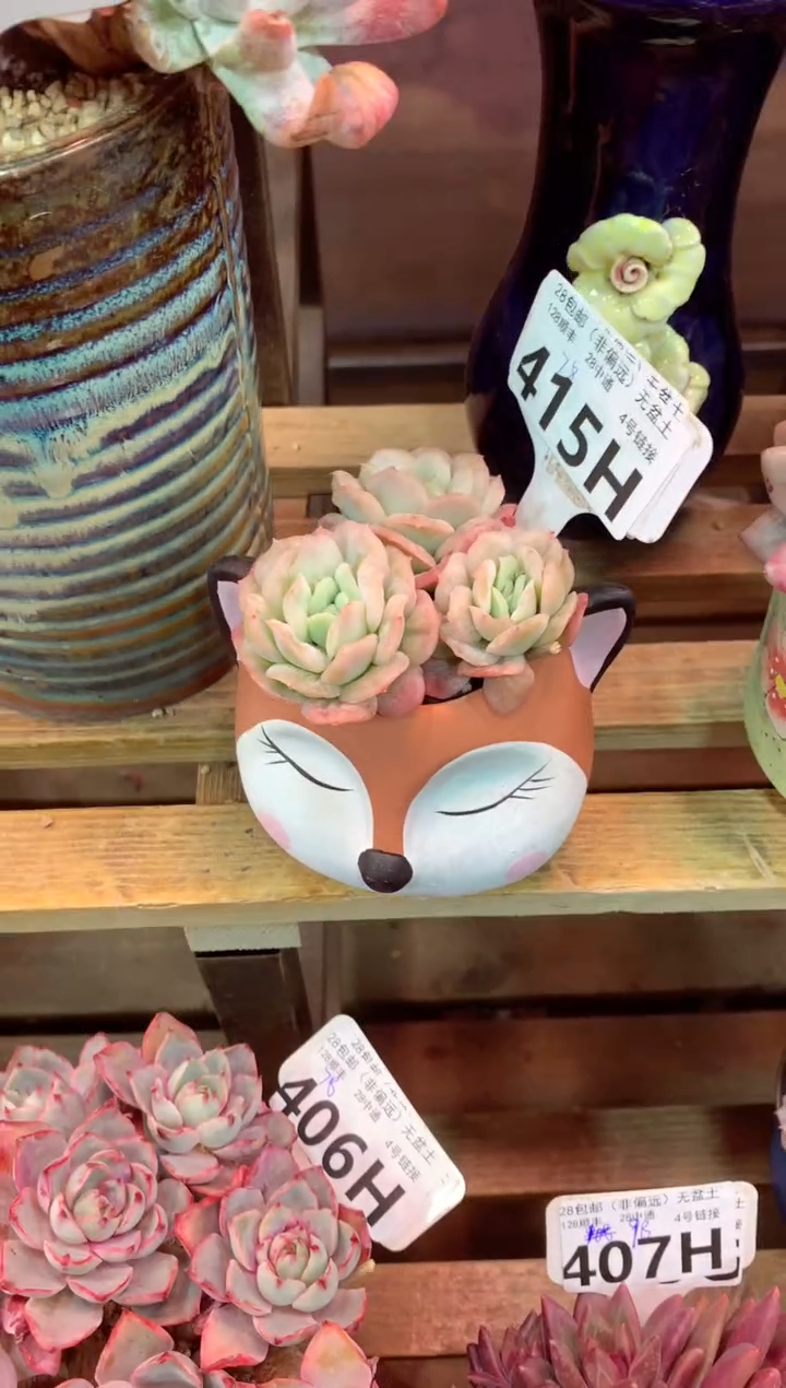 415H（一物一拍，精品多肉，w所见即所得 ）